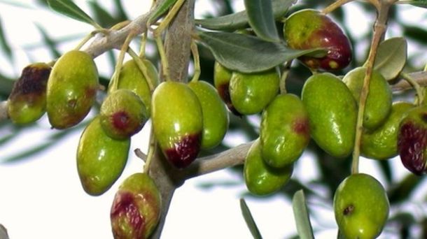 I danni della mosca olearia