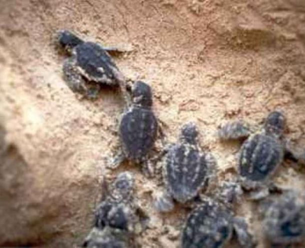 Le piccole tartarughe Caretta Caretta