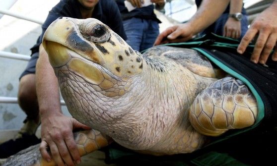 Tartaruga azzannatrice