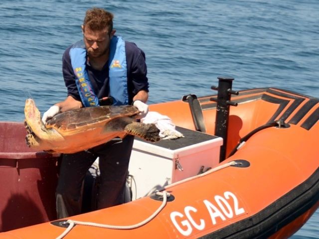 Tartaruga Caretta liberata alle secche della Meloria a Livorno