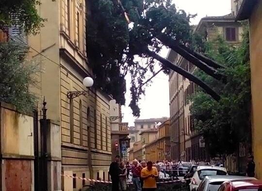 Nubifragio a Firenze: albero caduto in via Bonifacio Lupi