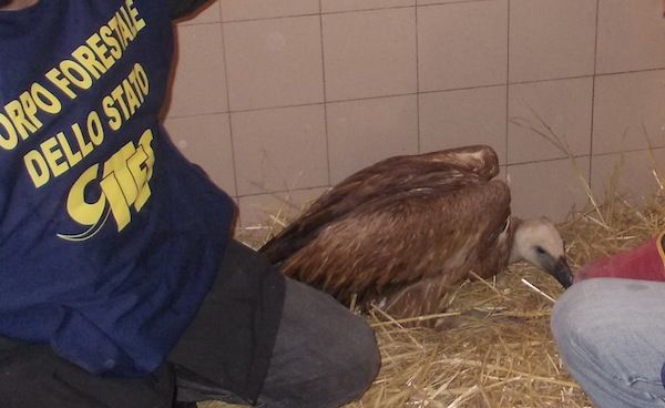 Il raro grifone salvato dalla Forestale a Certaldo