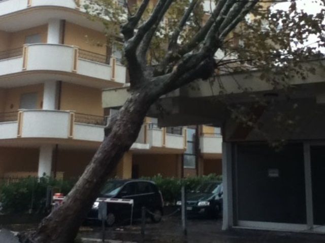 Danni per gli alberi caduti a causa del forte vento