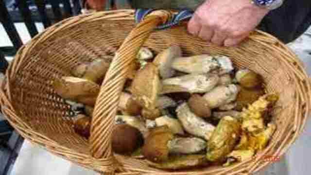 Toscana, 35 intossicazioni da funghi dal 22 ottobre