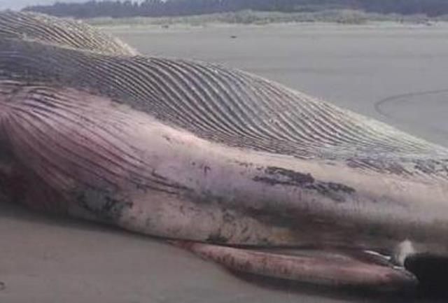 Balena morta spiaggiata a Tirrenia