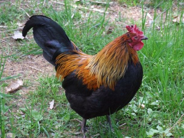 Il gallo canterino è «punito» con una multa di 50 euro