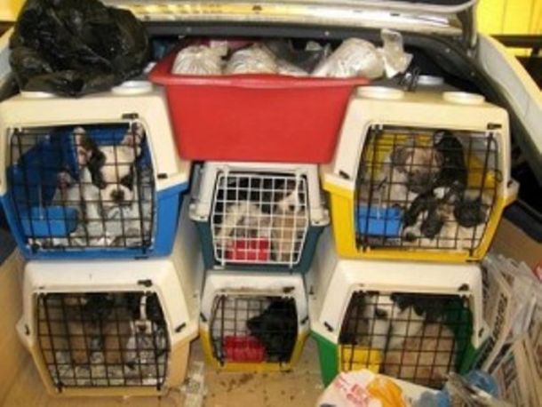 Traffico di cuccioli dall'Ungheria, perquisizioni in Toscana