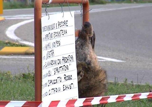 Scansano, la testa di lupo mozzata ed il cartello accanto
