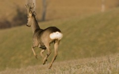 Un capriolo in libertà sulle colline (foto F. Cianchi)