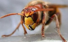 Un calabrone simile a quello che ha punto il giardiniere 37enne fiorentino