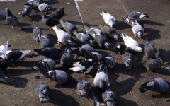 Piccioni in una piazza cittadina