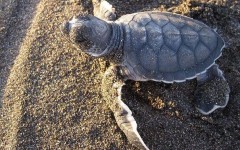Nascita delle tre tartarughe marine caretta caretta, Grosseto