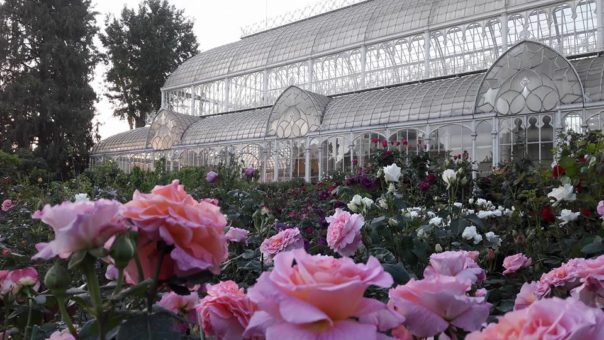 Firenze: al giardino dell’Orticoltura mostra mercato di piante e fiori. Con 75 espositori Firenze: al giardino dell’Orticoltura mostra mercato di piante e fiori. Con 75 espositori