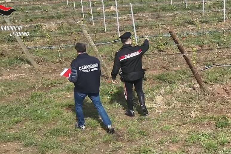 Caporalato in Toscana: dieci arresti nel Cas di Piombino. L’accusa: sfruttamento di immigrati per lavorare nei campi