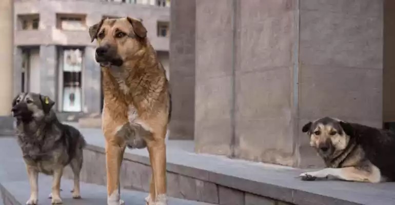 accattonaggio con animali 300 cani sfruttati dal racket delle elemosine in italia molti sono cuccioli da Firenzepost.it accattonaggio con animali 300 cani sfruttati dal racket delle elemosine in italia molti sono cuccioli