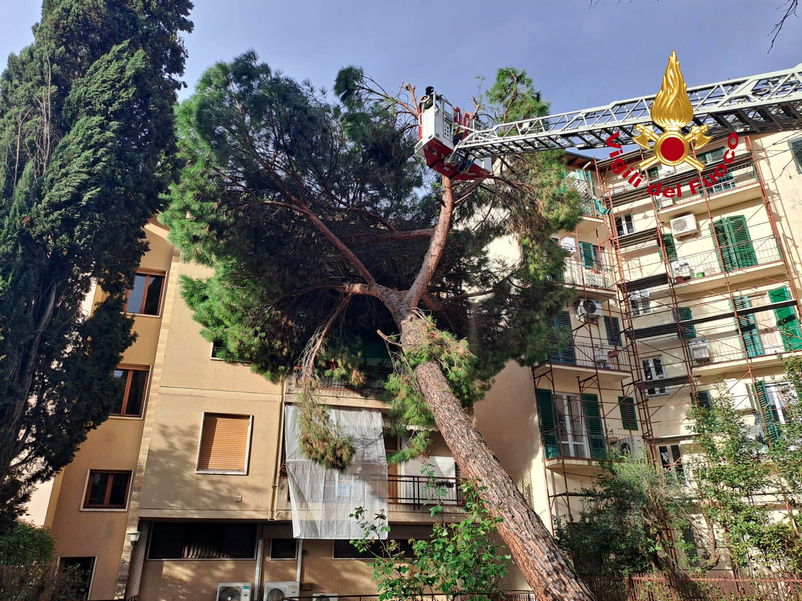 Firenze grosso da .com Firenze grosso pino cade sulla facciata di un condominio foto