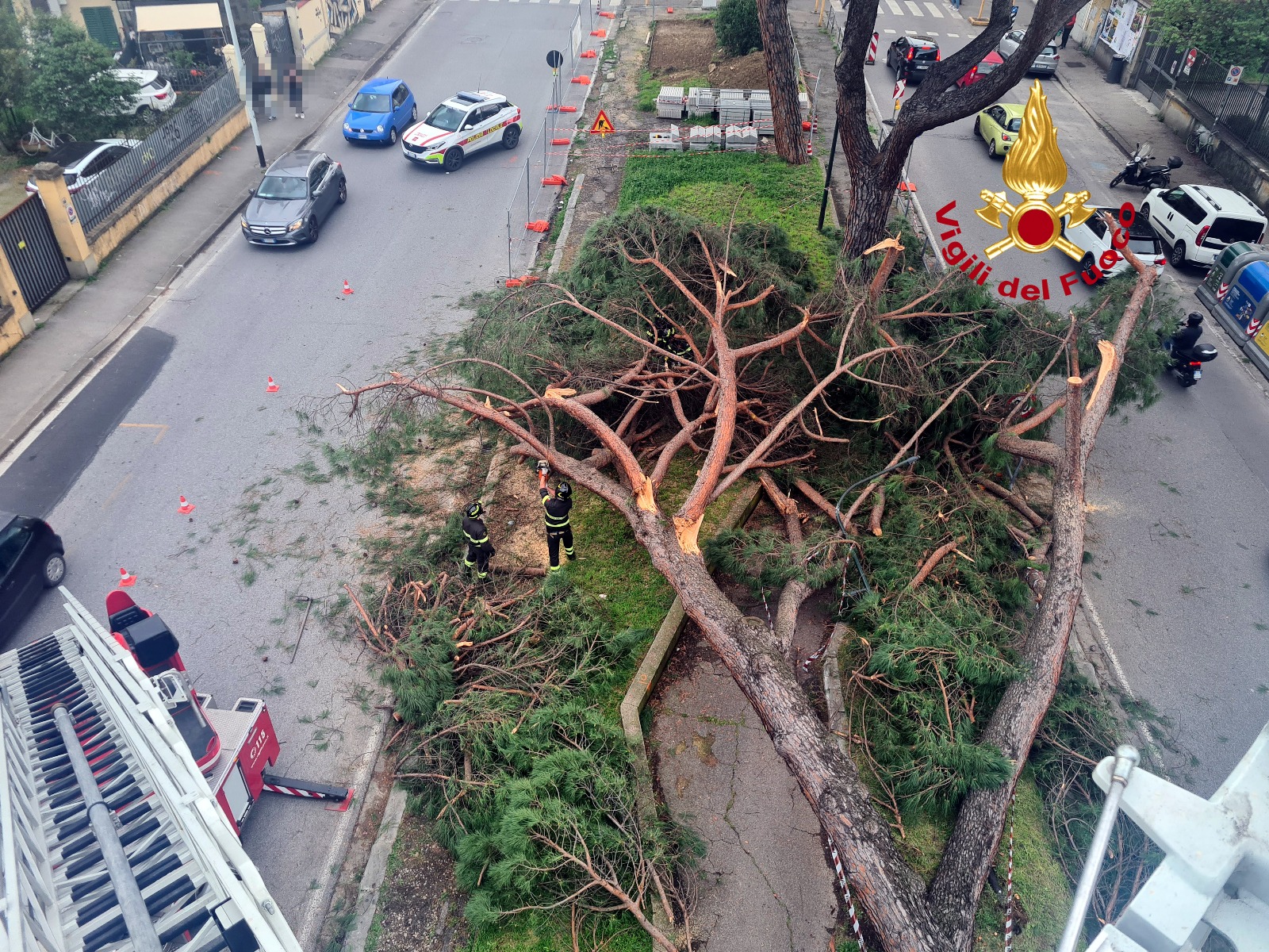 Firenze: cade pino di 18 metri nel viale de Amicis. Momenti di paura (foto) Firenze: cade pino di 18 metri nel viale de Amicis. Momenti di paura (foto)