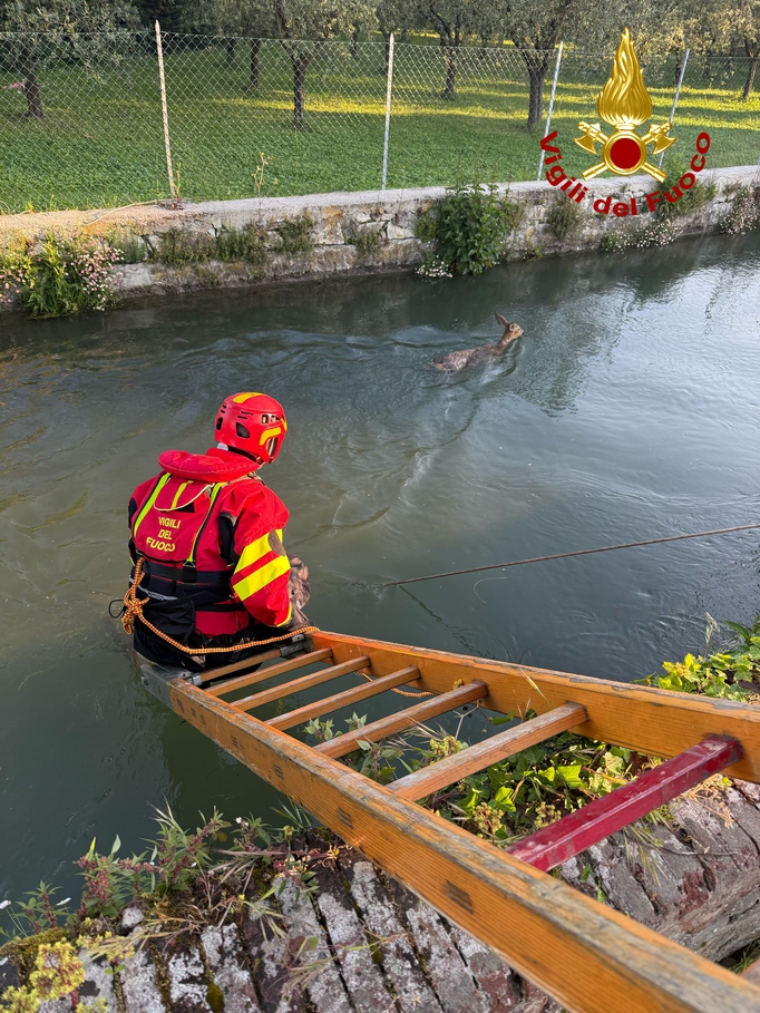 Lucca: capriolo cade in un canale e non risale. Salvato dai vigili del fuoco (foto) Lucca: capriolo cade in un canale e non risale. Salvato dai vigili del fuoco (foto)