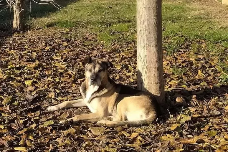 Firenze, Parco degli animali: cane Nero muore per l’esplosione dei botti