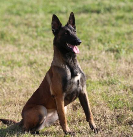 Massa: trasportava un quintale di cocaina nel tir, arrestato grazie al fiuto del cane antidroga