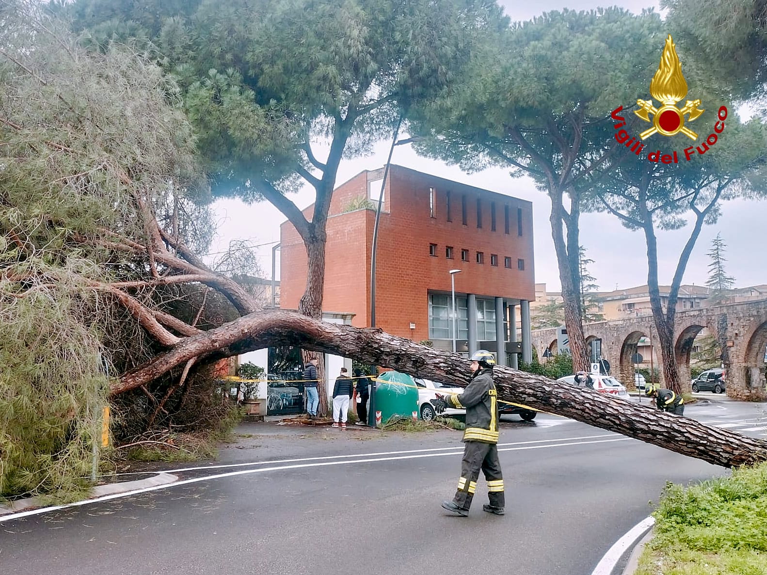 pisa grosso albero cade in via pratale danneggiate due auto in sosta da Firenzepost.it pisa grosso albero cade in via pratale danneggiate due auto in sosta