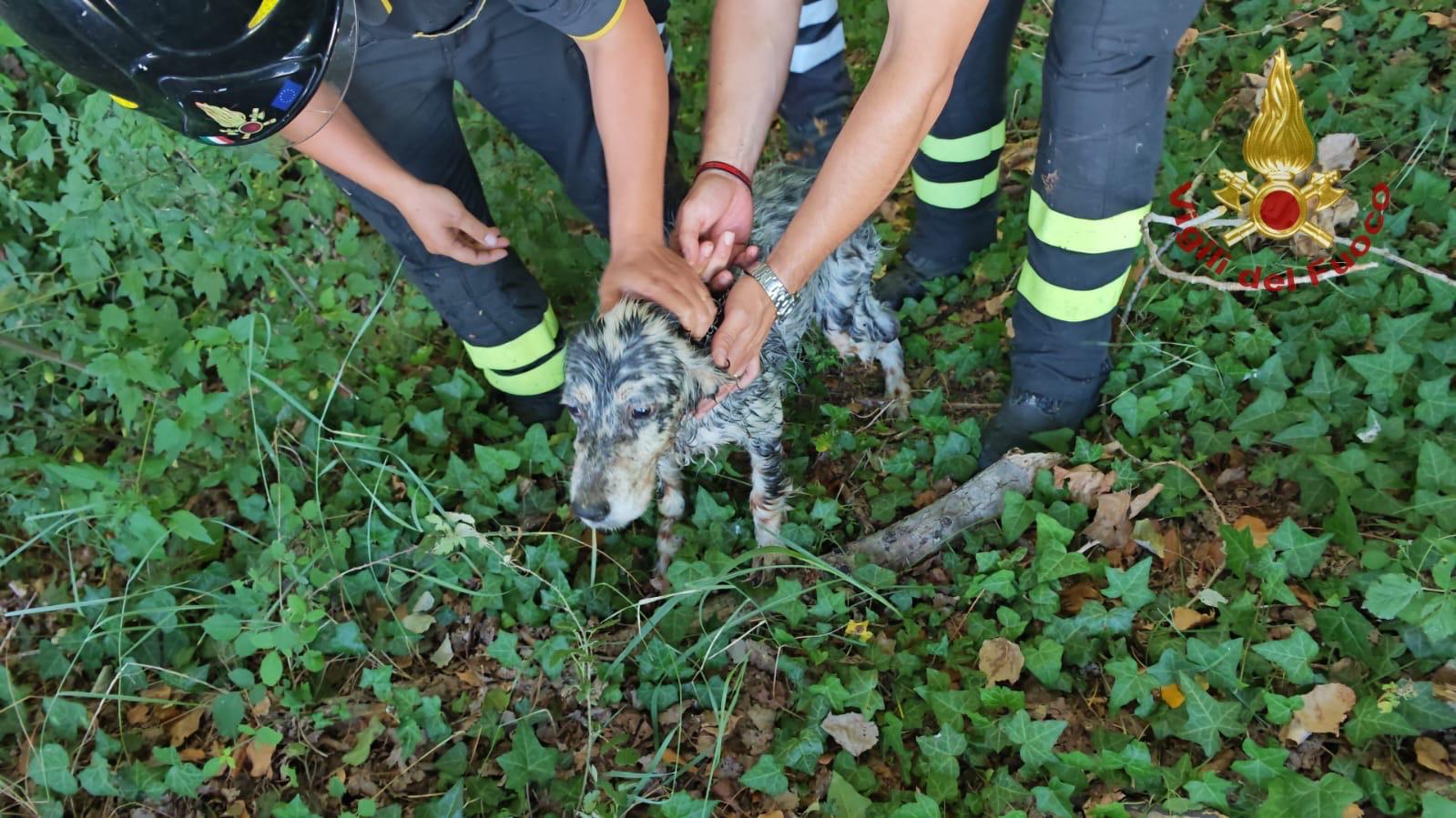 arezzo cade in arno con il cane salvati dai vigili del fuoco da Firenzepost.it arezzo cade in arno con il cane salvati dai vigili del fuoco