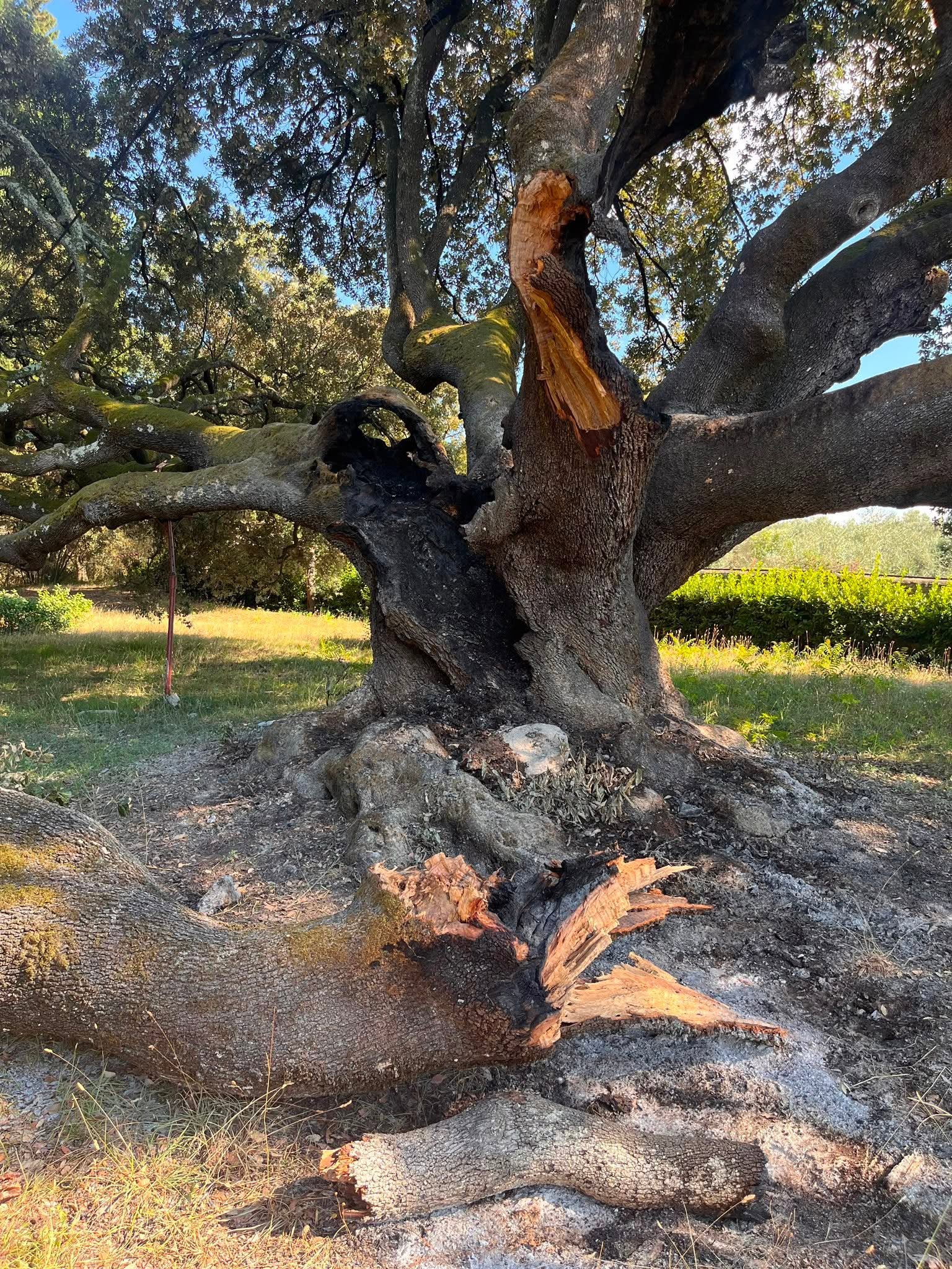 bagno a ripoli incendiato leccio di belmonte famoso albero secolare sindaco il responsabile dovr224 pagare foto da Firenzepost.it bagno a ripoli incendiato leccio di belmonte famoso albero secolare sindaco il responsabile dovr224 pagare foto