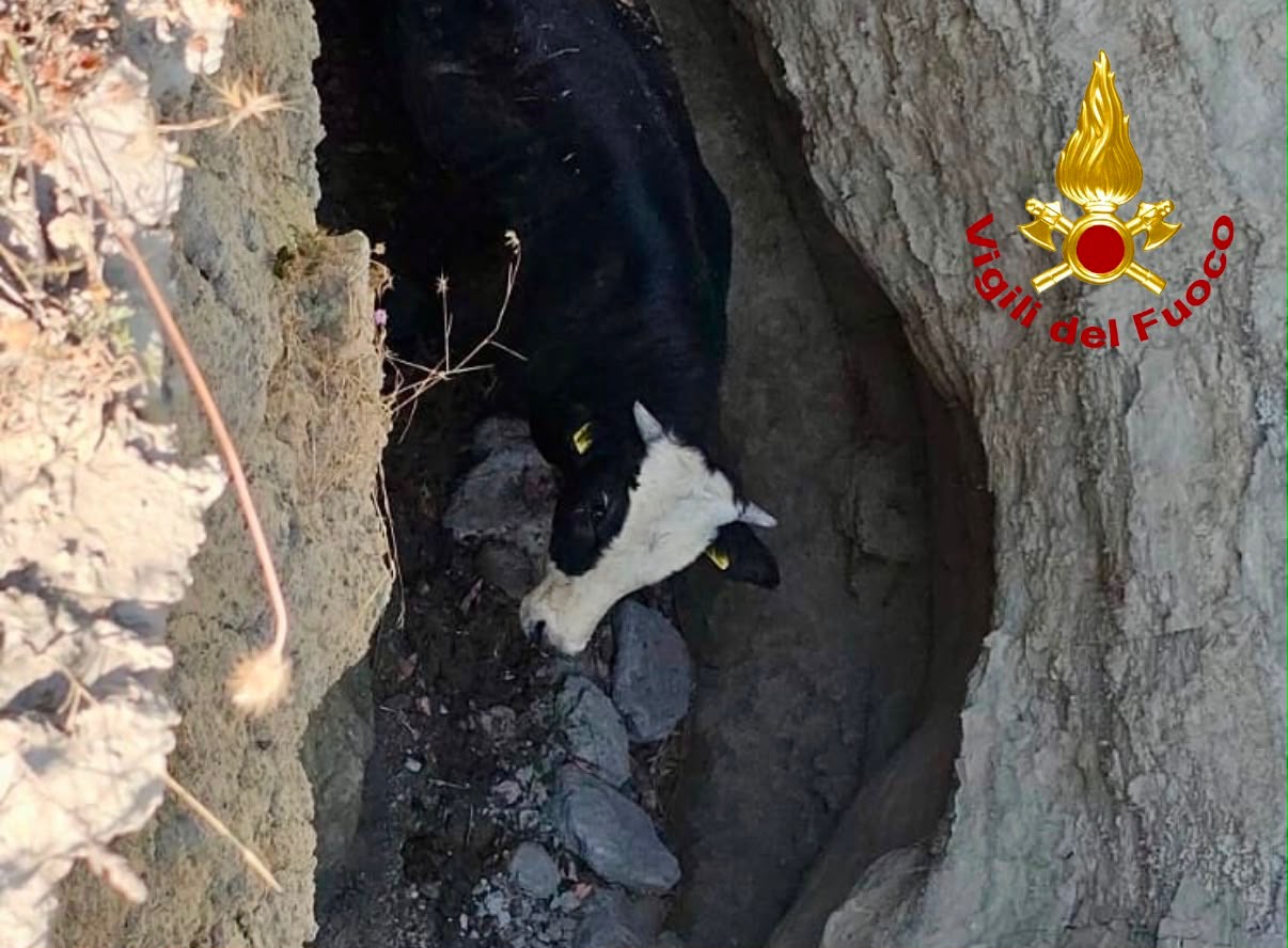 palaia vitello di 300 chili cade in una forra recuperato dai vigili del fuoco con l8217elicottero da Firenzepost.it palaia vitello di 300 chili cade in una forra recuperato dai vigili del fuoco con l8217elicottero