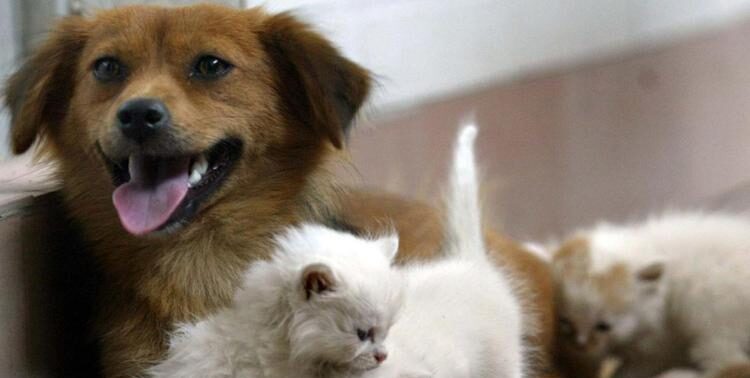 caldo in toscana firenze resta rovente bollino rosso fino a domenica a siena il vademecum per proteggere cani e gatti da Firenzepost.it caldo in toscana firenze resta rovente bollino rosso fino a domenica a siena il vademecum per proteggere cani e gatti